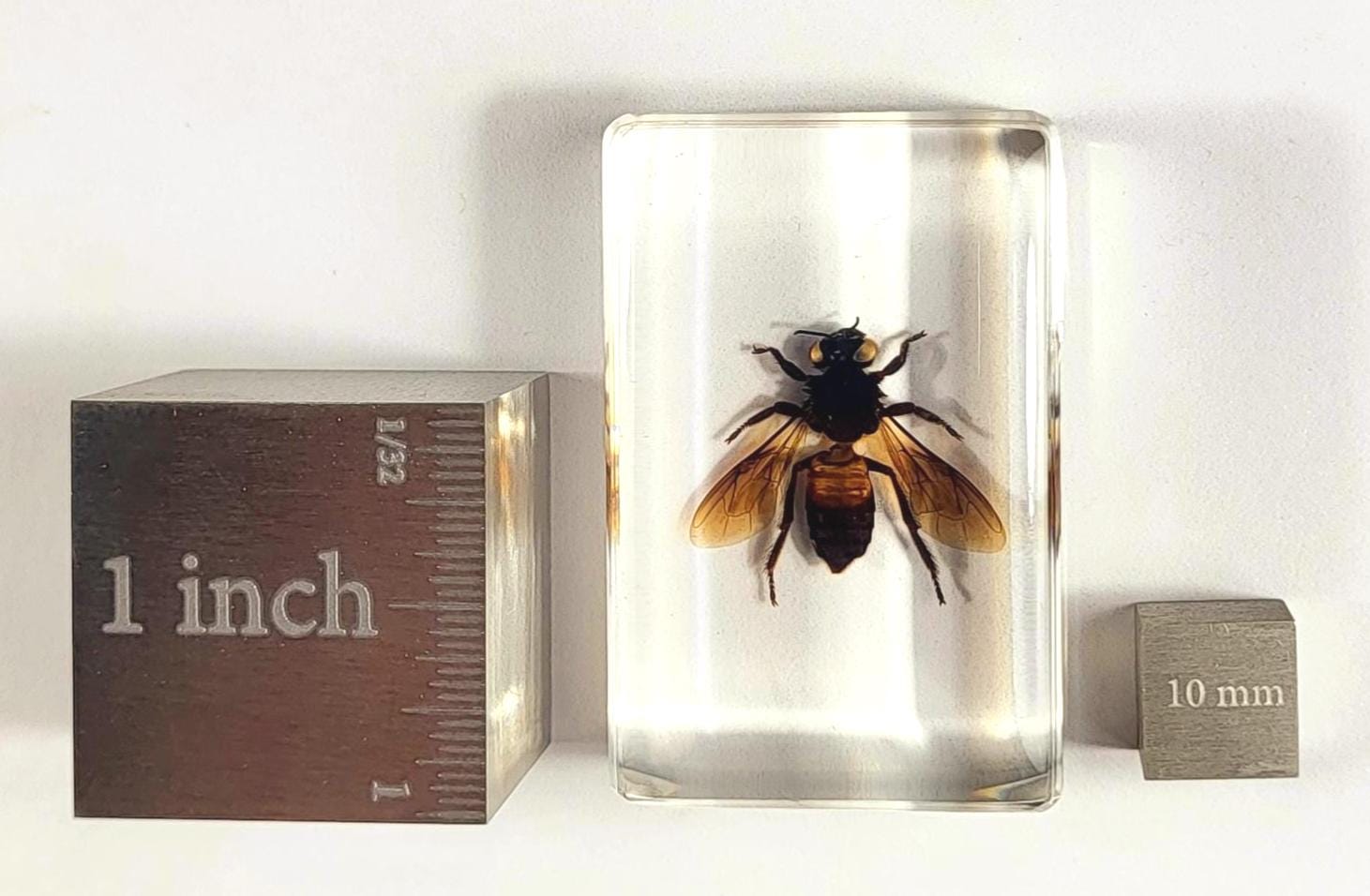 Real Honeybee Honey Bee in Clear Lucite Resin 44mm Preserved