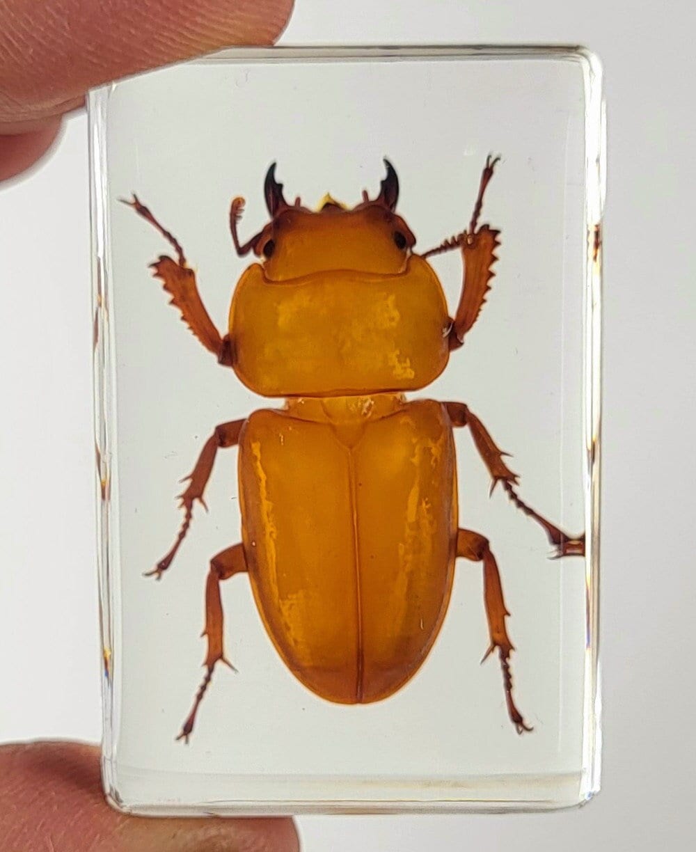 Real Stag Beetle Neolucanus Swinhoei In Clear Lucite 72mm Preserved Paperweight Taxidermy Crafts Collection Science Education Display - Australia - View #11