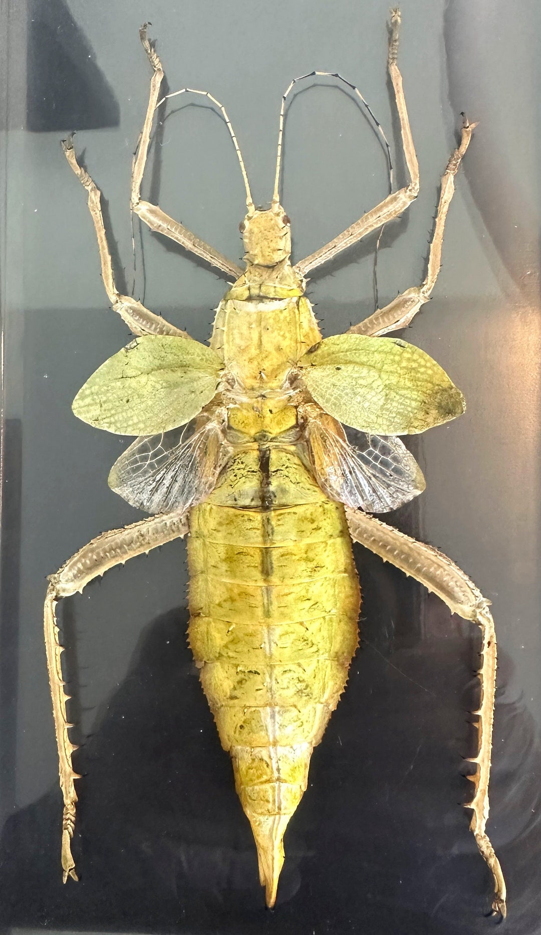 Heteropteryx dilatata 標本 ヒラタナナフシムシ il_1080xN.5747935006_tqun.jpg