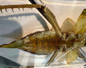 Real Giant Jungle Nymph Heteropteryx Dilatata in Clear Lucite