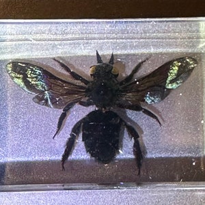 Real Carpenter Bamboo Bee W/ Open Wings in Clear Lucite Resin 59mm ...