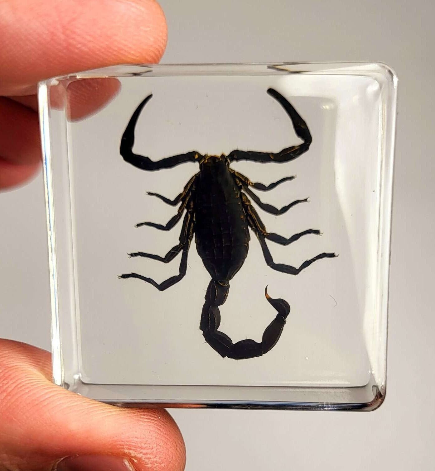 Real Black Scorpion in Clear Lucite Resin Small 38mm Preserved