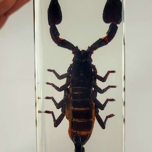 May include: A black scorpion preserved in a clear resin block. The scorpion's body is visible in detail, with its legs and tail clearly defined. The resin is clear and allows for a good view of the scorpion.