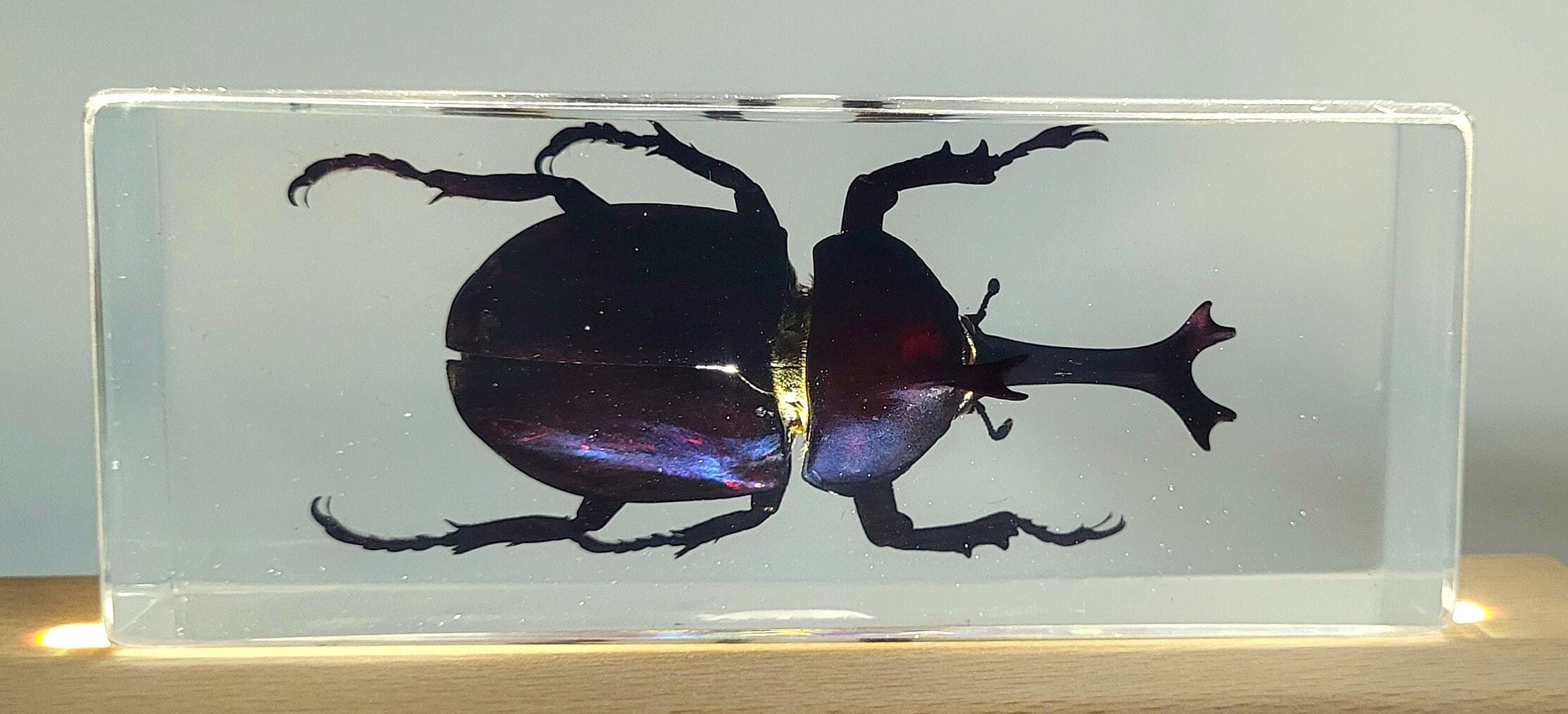 マレーシア産 5ホーンリノセロスビートル 標本 マレーシア産 5ホーンリノセロスビートル 標本 マレーシア産 5ホーン