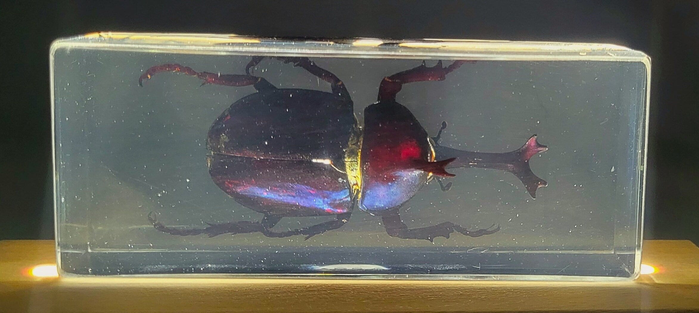 Real Japanese Rhinoceros Beetle in Clear Lucite Resin 109mm