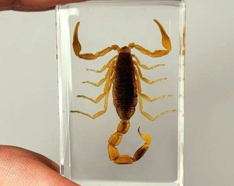 Real Golden Scorpion in Clear Lucite Resin 44x28mm Preserved Taxidermy Display Collection for Biology Science Education Small Paperweight