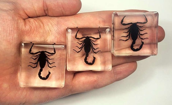 Real Black Scorpion in Clear Lucite Resin Small 38mm Preserved