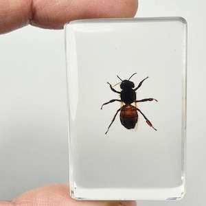 Real Honeybee Honey Bee in Clear Lucite Resin 44mm Preserved Taxidermy Display Collection Biology Science Education Small Paperweight Block