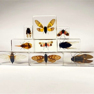 May include: A collection of eight insect specimens encased in clear acrylic blocks. The insects are displayed in a staggered formation, creating a visually appealing arrangement. The insects include a variety of species, such as butterflies, moths, and beetles.