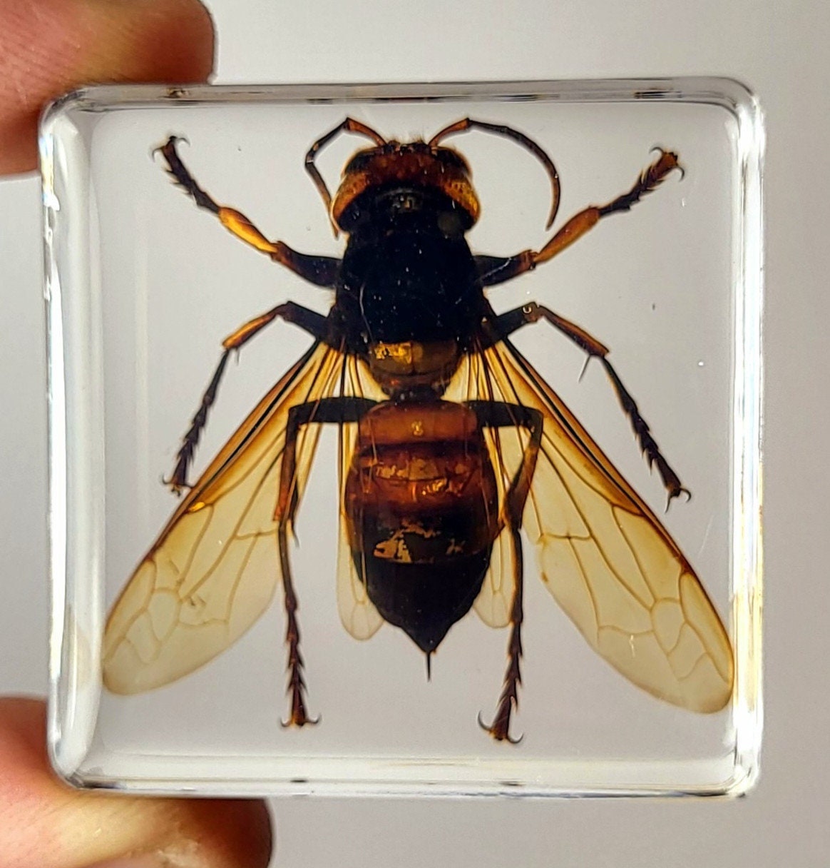 Real Asian Giant Hornet in Clear Square Lucite Resin 38mm Preserved Taxidermy Display Collection Biology Science Education Small Paperweight