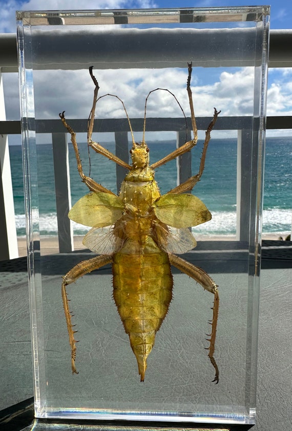 Real Giant Jungle Nymph Heteropteryx Dilatata in Clear Lucite