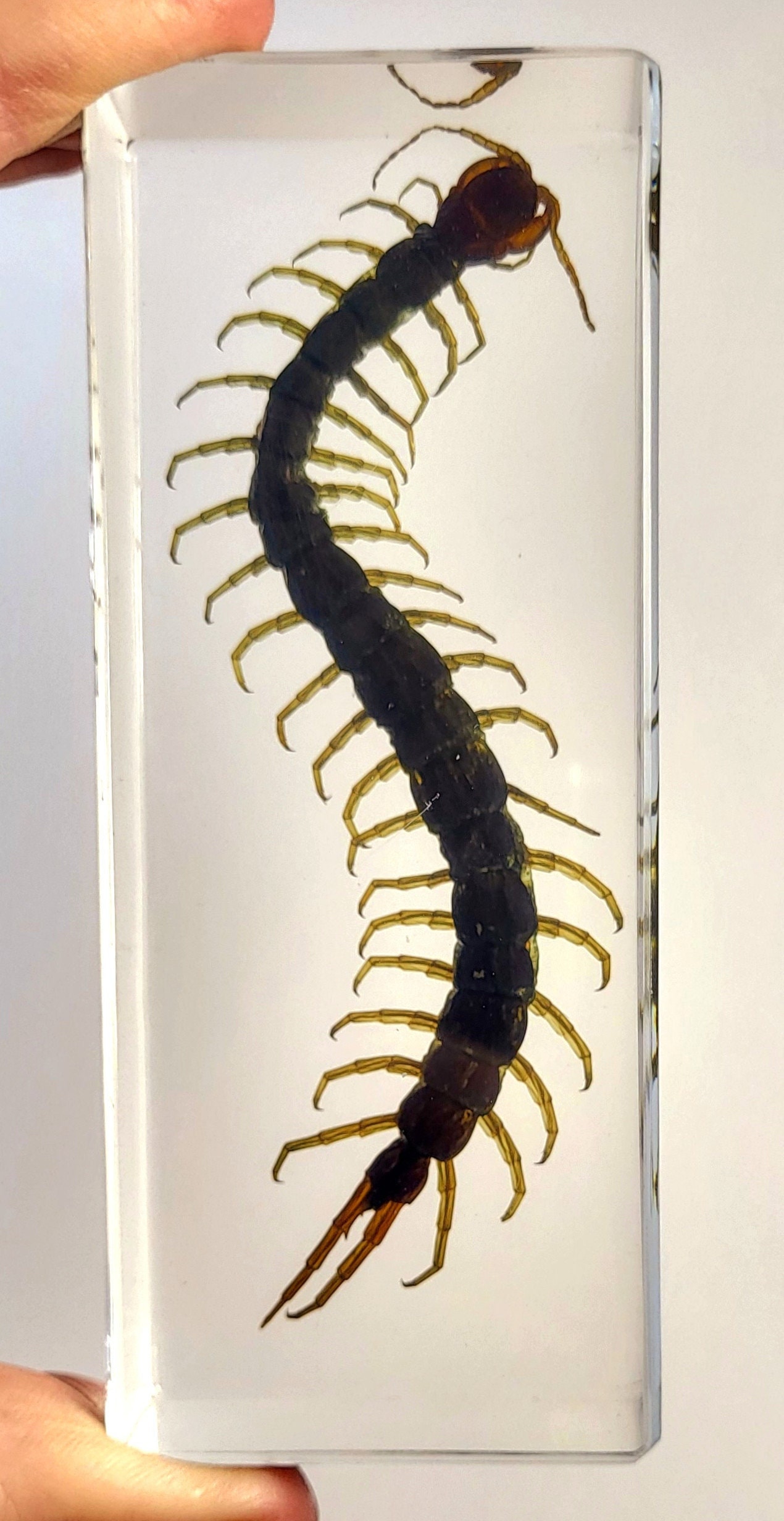 Large Real Black Centipede in Clear Lucite Resin Paperweight 109mm Preserved Insect Taxidermy Display Collection Biology Science Education