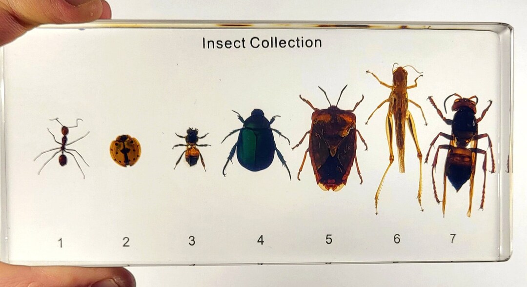 7pcs Real Insects in 160mm Crystal Clear Lucite Resin Collection ...