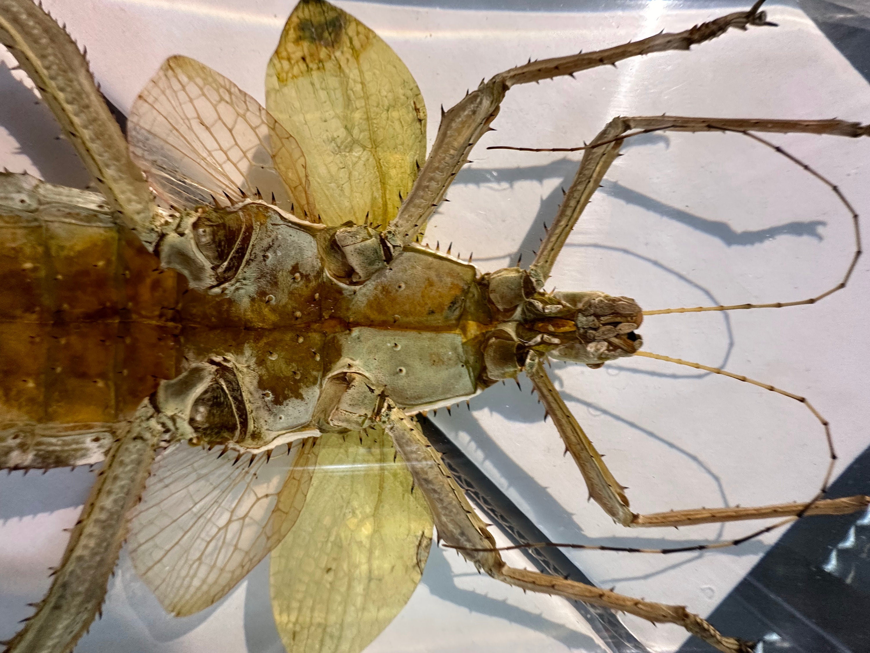 Real Giant Jungle Nymph Heteropteryx Dilatata in Clear Lucite