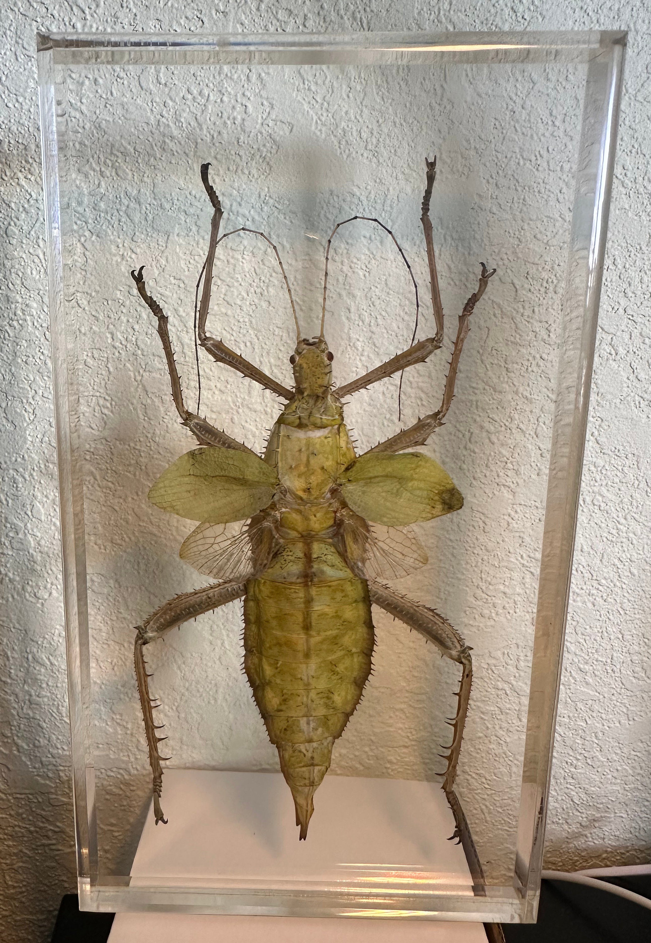 Real Giant Jungle Nymph Heteropteryx Dilatata in Clear Lucite