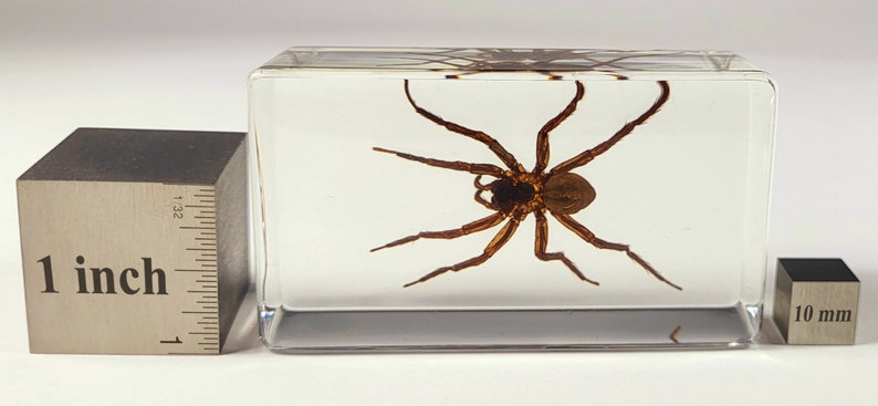Może przedstawiać: Brązowy pająk zachowany w przezroczystym bloku akrylowym. Blok ma około 2,5 cm szerokości i 10 mm wysokości.