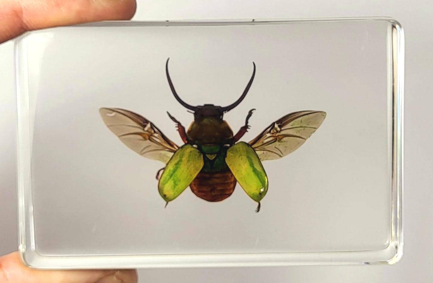 Real Horned Scarab Beetle W/ Open Wings in Clear Lucite Resin 86mm