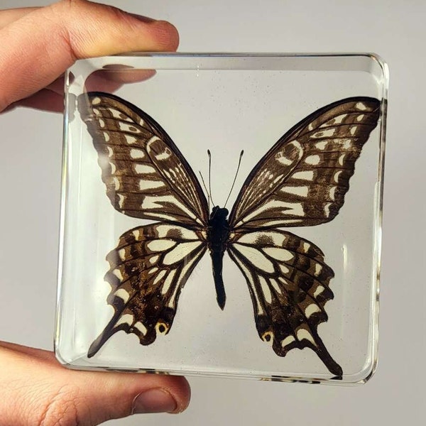 Real Swallowtail Butterfly in Clear Lucite Resin 75mm Preserved Taxidermy Display Collection for Biology Science Education Paperweight Block