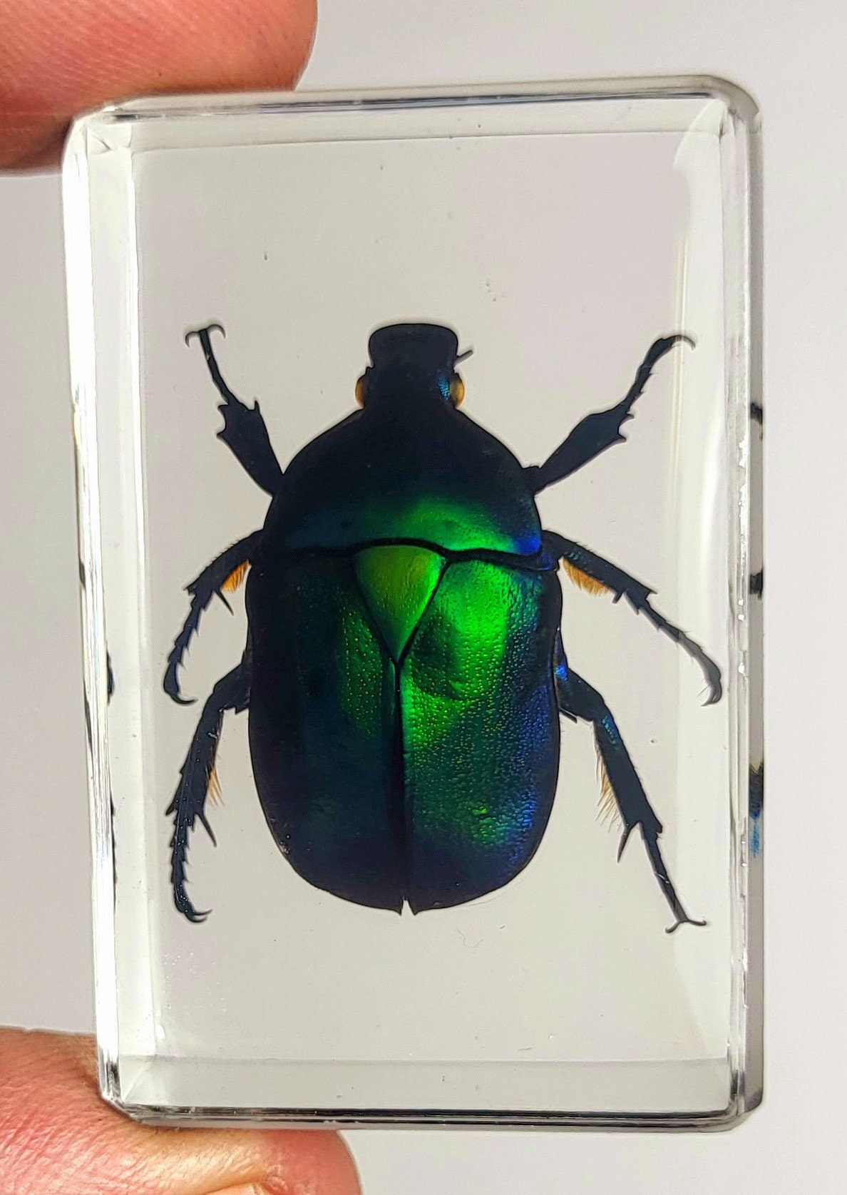 Real Green Flower Chafer Beetle in Clear Lucite Resin 44mm