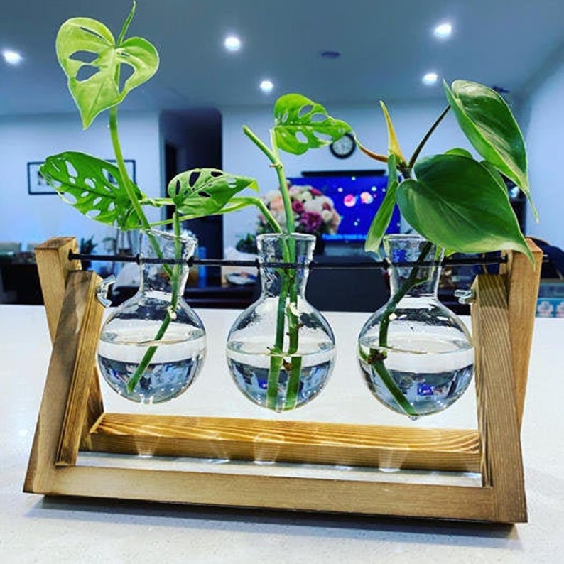 Propagation Station Propagation Vases Creative Vases Etsy Australia