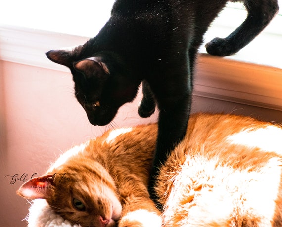 orange cat and black cat