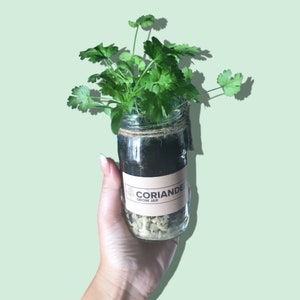 Indoor Herb Garden Grow Your Own Kit - Eco Care Hamper Gift for Her or ...