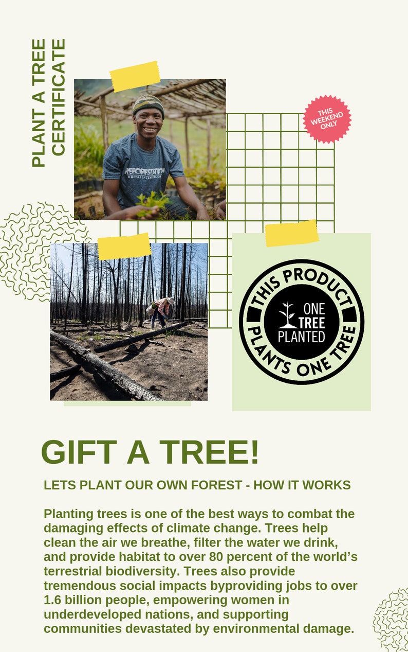 Tarjetas de agradecimiento plantables Tarjetas de semillas A6 Regalo ecológico con tarjeta Plantar un árbol imagen 4