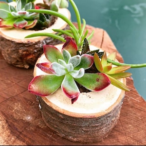 May include: Two small succulent plants are potted in natural wood slices. The succulents are green with red edges and have a white powdery coating. The wood slices are a light brown color.