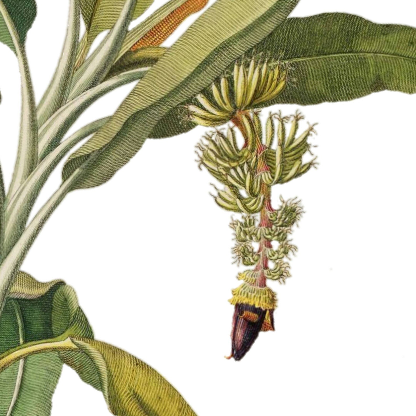 Vintage Botanical Banana Tree Wall Art Instant Download Etsy