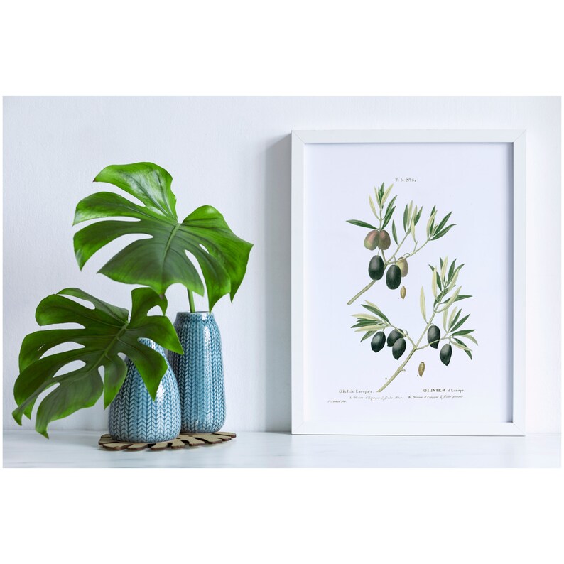 May include: A framed botanical illustration of an olive branch with green leaves and black olives. The illustration is on white paper with a white frame. The frame is sitting on a white surface.