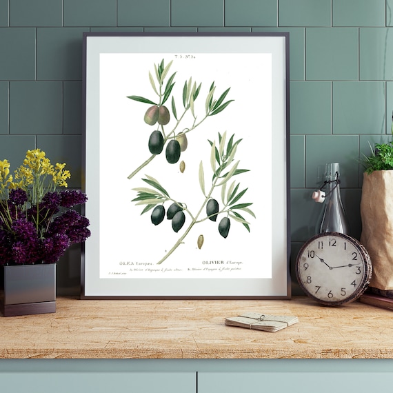 Olive Wall Art | Vintage Botanical Printable  | Instant Download