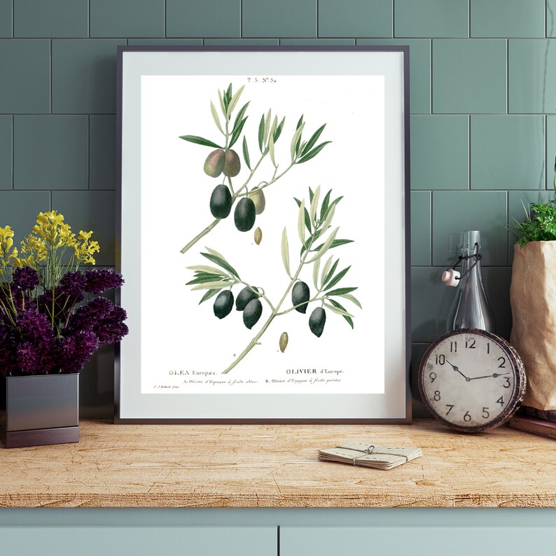 May include: A vintage botanical illustration of olive branches with green leaves and black olives. The illustration is framed and has the text "OLIVIER sauvage" and "OLIVIER d'Europe" at the bottom.