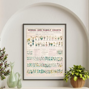 Classification of Plants Chart | Plant Anatomy Botanical Poster | Vintage Botanical School Chart | Plant Posters for Classrooms