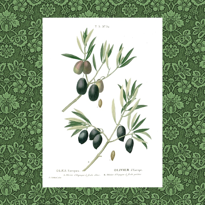 May include: A botanical illustration of an olive tree branch with green leaves and black olives. The image is labeled "OLEA Europrs" and "OLIVIER d'Europe".