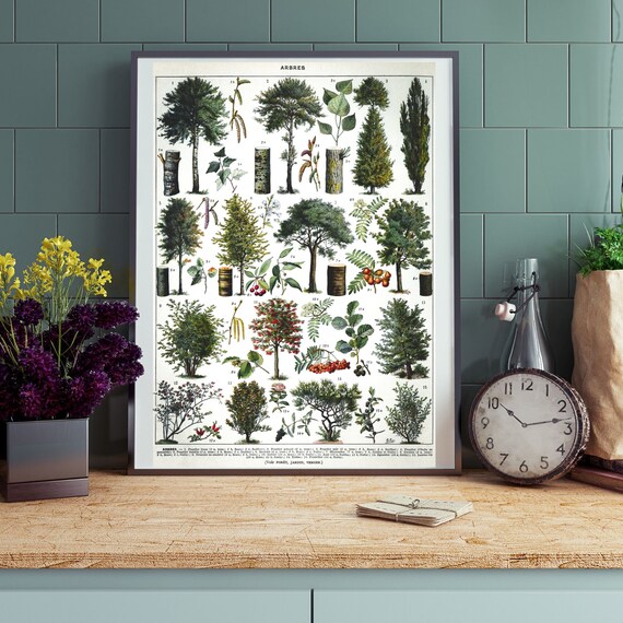 Vintage Tree Poster Larousse Tree Types | Etsy