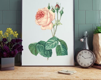 Pink Rose Wall Art | Pink Rose Print | Antique Flower Print