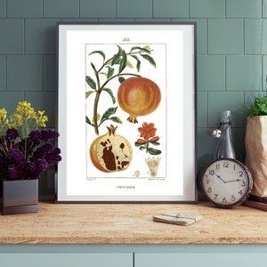 Vintage Botanical Pomegranate Wall Art | Instant Download