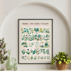 Gebruik van planten poster | Poster Het belang van planten | Vintage botanische schoolkaart | Plantenposter voor in de klas | Botanische poster voor aan de muur
