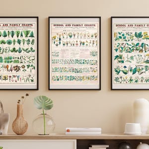Posters botaniques d'anatomie végétale, lot de 3 | Tableau mural botanique | Poster scolaire botanique | carte scolaire botanique vintage | Affiche de plante