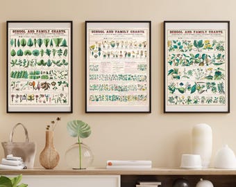 Plant Anatomy Botanical Posters Set of 3 | Botanical Wall Chart | School Poster Botanical | Vintage Botanical School Chart | Plant poster