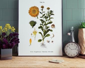 Vintage Botanical Printable | Calendula Print