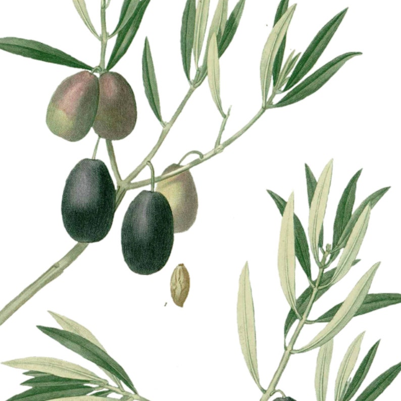 May include: A close-up of an olive branch with green leaves and black olives. The olives are clustered together on the branch, and some are partially green.