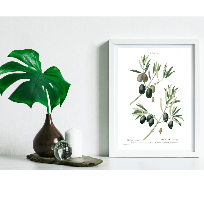 May include: A white framed botanical print of olive branches with black olives. The print has the text "OLIVA Europea" and "OLIVIER d'Europe" at the bottom.