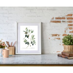May include: A vintage botanical illustration of an olive branch with green leaves and black olives. The illustration is framed in a white frame and has the text "OLIVIER SAUVAGE" at the bottom.