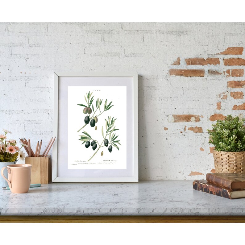 May include: A vintage botanical illustration of an olive branch with green leaves and black olives. The illustration is framed in a white frame and has the text "OLIVIER SAUVAGE" at the bottom.