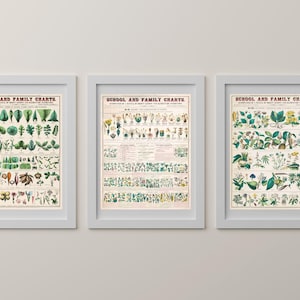 Plant Anatomy Botanical Posters Set of 3 | Botanical Wall Chart ...