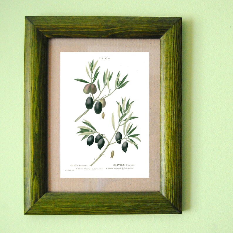 May include: A framed botanical illustration of olive branches with black olives. The print is titled "OLIVA Europea" and "OLIVIER d'Europe".