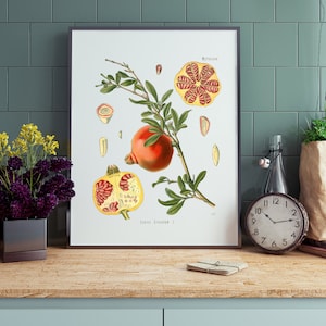 Pomegranate Wall Art | Pomegranate Print | Vintage Botanical Printable