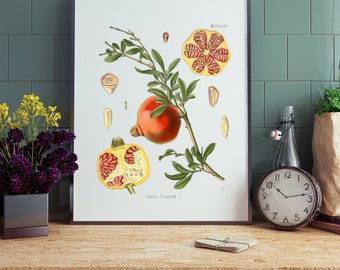 Pomegranate Wall Art | Pomegranate Print | Vintage Botanical Printable