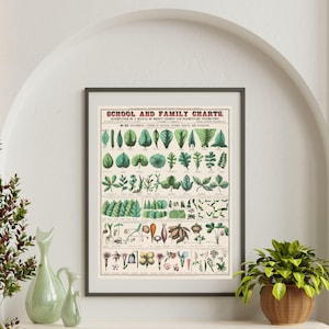 affiche vintage de morphologie végétale |  Poster éducatif sur l'anatomie végétale | Posters de plantes pour les salles de classe | Carte scolaire botanique vintage